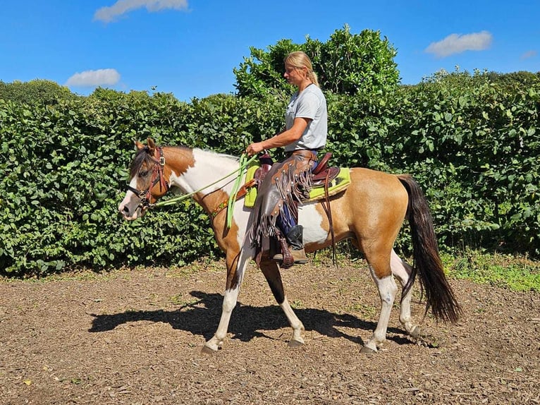 Pintos Caballo castrado 4 años 146 cm Pío in Linkenbach