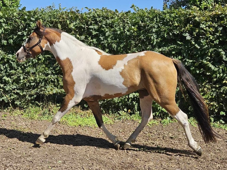 Pintos Caballo castrado 4 años 146 cm Pío in Linkenbach