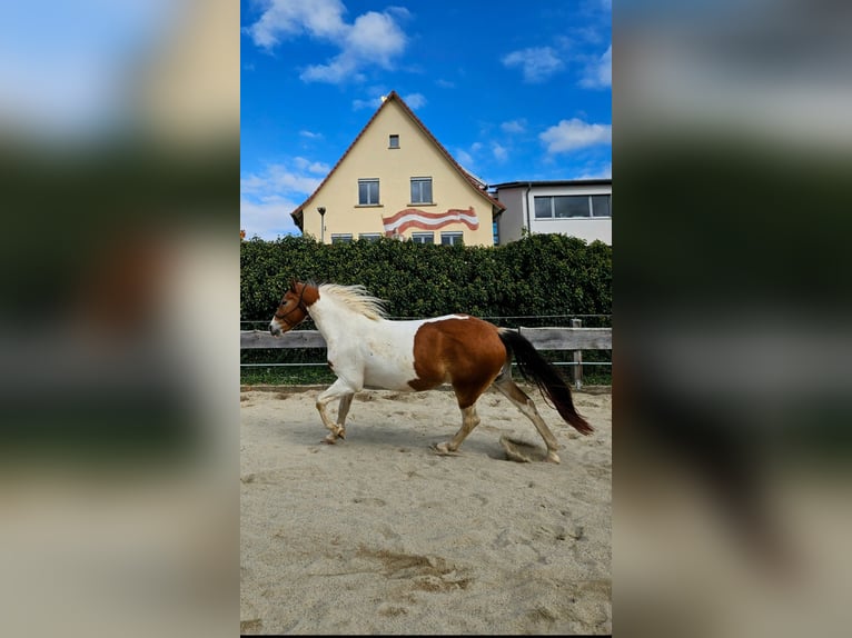 Pintos Mestizo Caballo castrado 4 años 150 cm Pío in Ballrechten-Dottingen