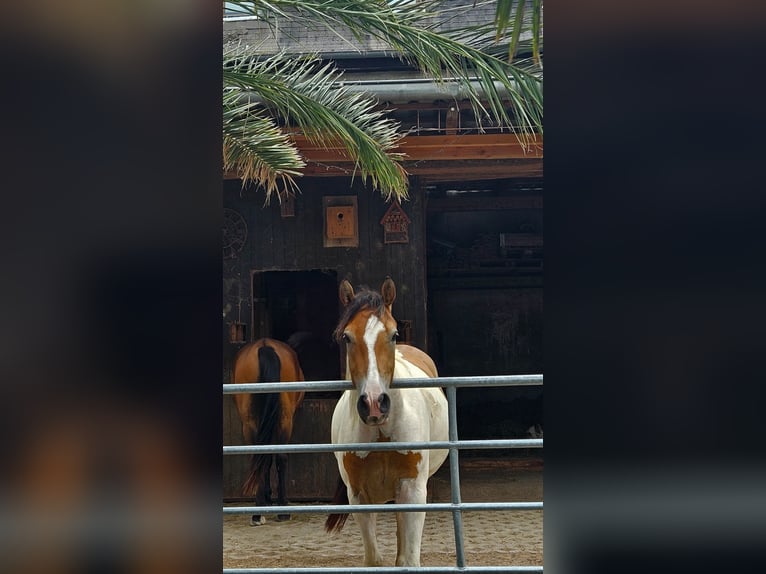 Pintos Mestizo Caballo castrado 4 años 150 cm Pío in Ballrechten-Dottingen
