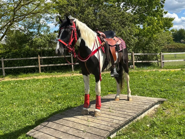 Pintos Caballo castrado 4 años 152 cm Pío in Linkenbach