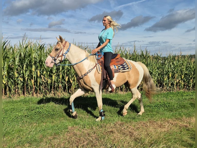 Pintos Caballo castrado 4 años 154 cm Pío in Linkenbach