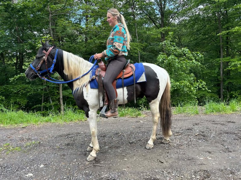 Pintos Caballo castrado 4 años 154 cm Pío in Linkenbach