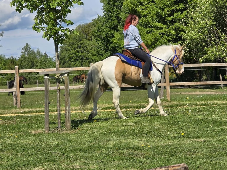 Pintos Caballo castrado 4 años 154 cm Pío in Linkenbach