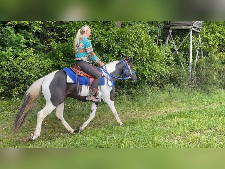 Pintos Caballo castrado 4 años 154 cm Pío in Linkenbach
