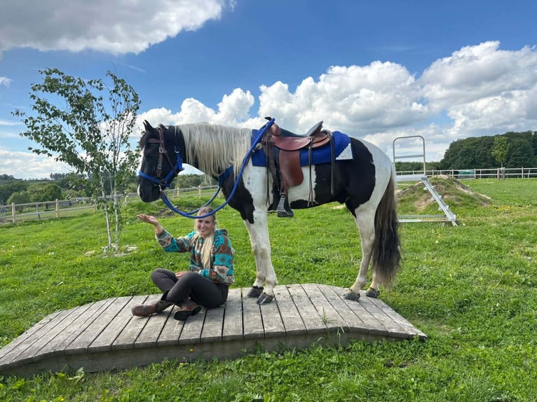 Pintos Caballo castrado 4 años 154 cm Pío in Linkenbach