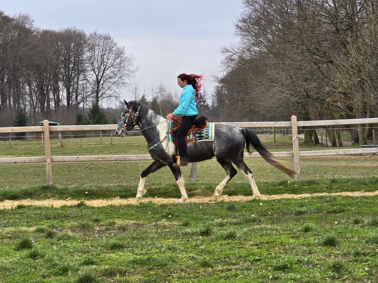 Pintos Caballo castrado 4 años 157 cm Pío in Linkenbach