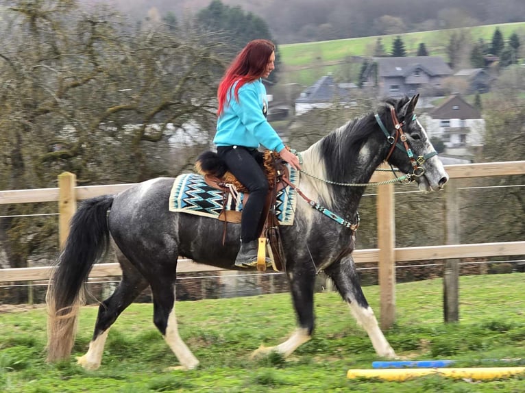 Pintos Caballo castrado 4 años 157 cm Pío in Linkenbach