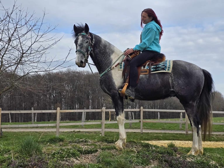 Pintos Caballo castrado 4 años 157 cm Pío in Linkenbach