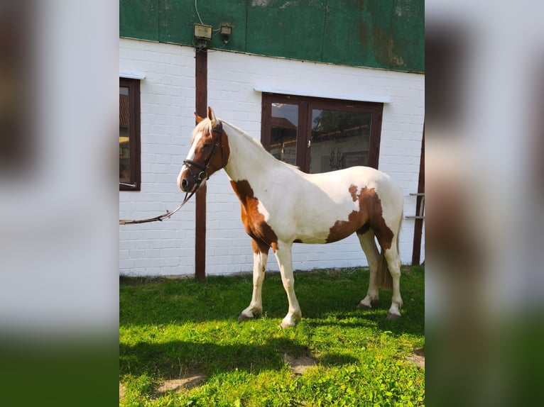 Pintos Caballo castrado 4 años 158 cm Pío in Calberlah
