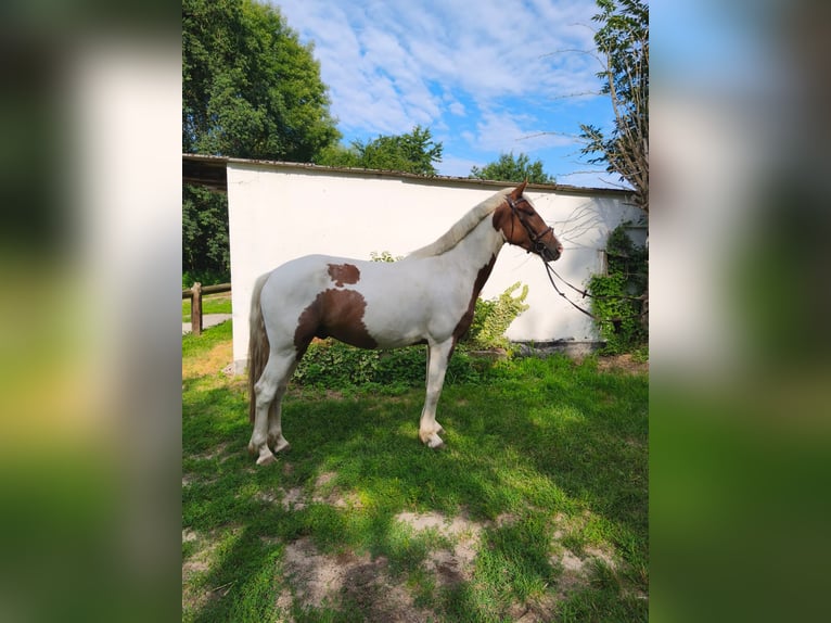 Pintos Caballo castrado 4 años 158 cm Pío in Calberlah