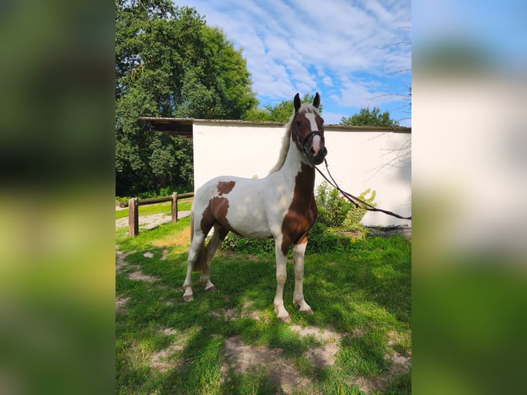 Pintos Caballo castrado 4 años 158 cm Pío in Calberlah