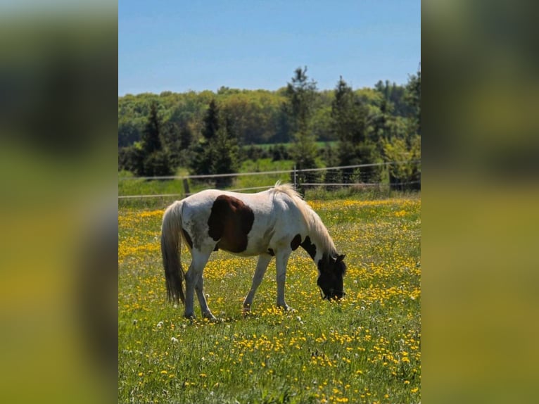 Pintos Mestizo Caballo castrado 4 años 158 cm Pío in Nidda