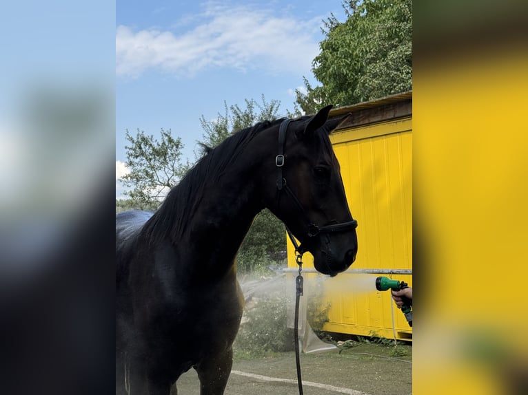 Pintos Mestizo Caballo castrado 4 años 165 cm Negro in Zwönitz