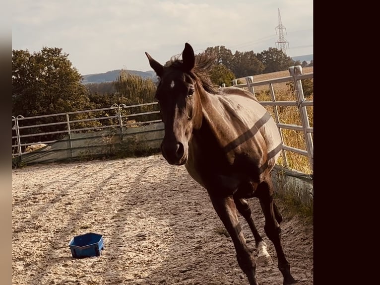 Pintos Mestizo Caballo castrado 4 años 165 cm Negro in Zwönitz
