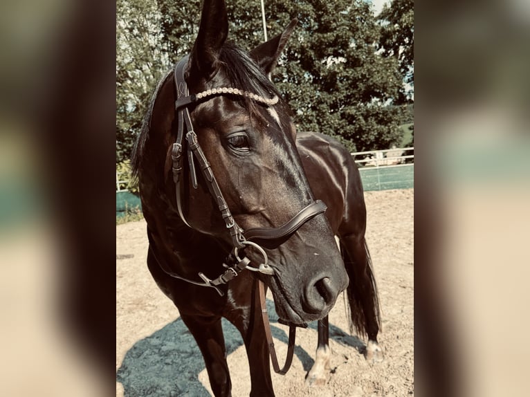 Pintos Mestizo Caballo castrado 4 años 165 cm Negro in Zwönitz