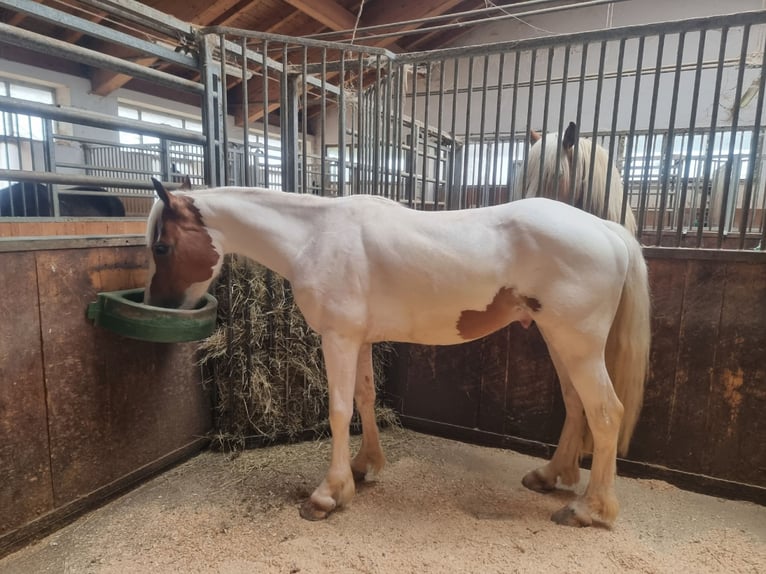 Pintos Caballo castrado 5 años 145 cm Pío in Bozen