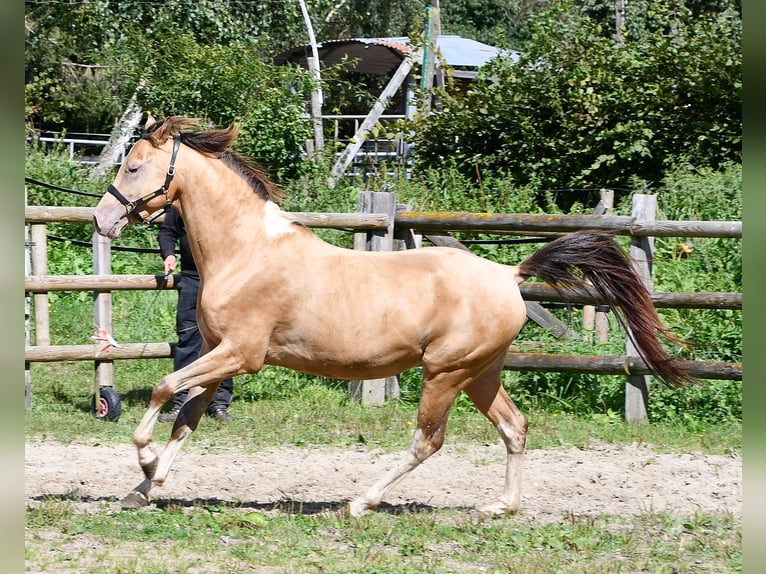 Pintos Caballo castrado 5 años 150 cm Champán in Mörsdorf