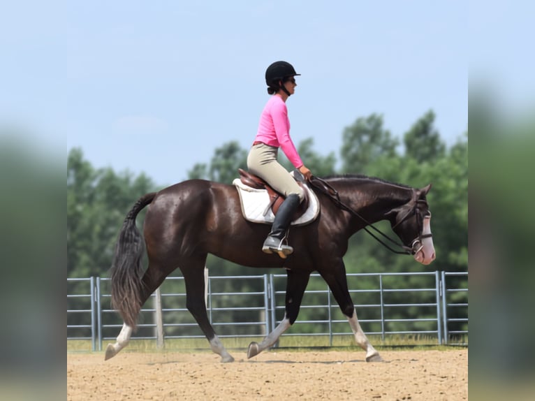 Pintos Caballo castrado 5 años 152 cm Negro in Joice