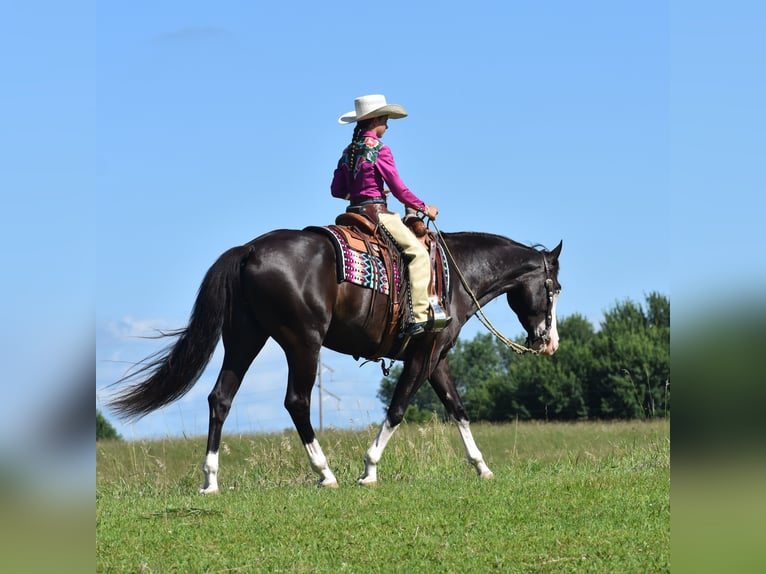 Pintos Caballo castrado 5 años 152 cm Negro in Joice