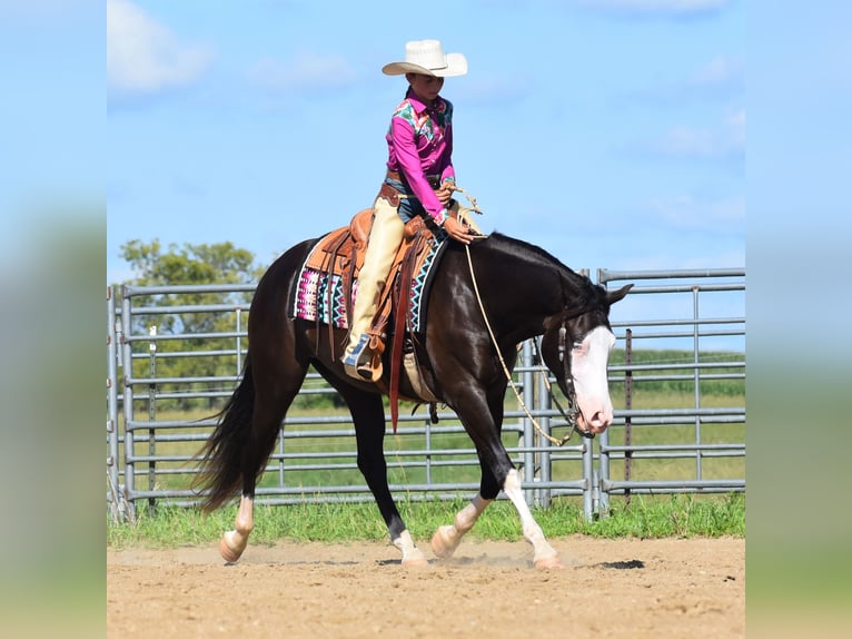 Pintos Caballo castrado 5 años 152 cm Negro in Joice
