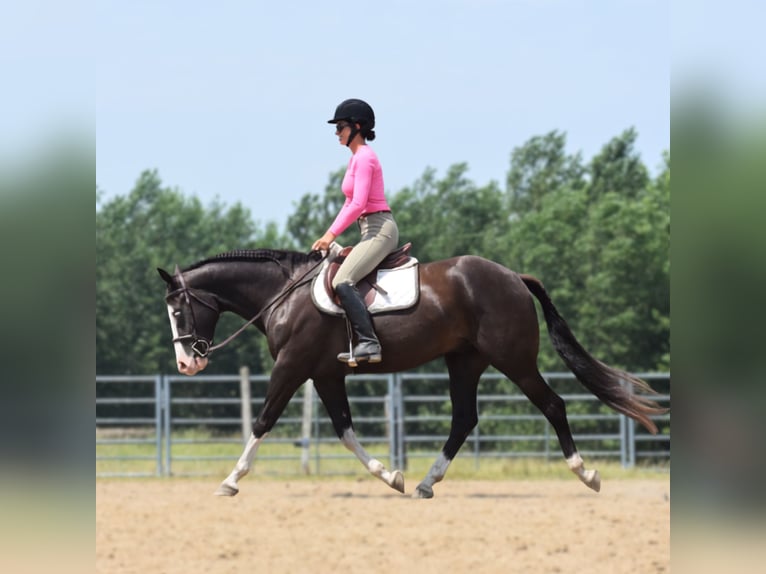 Pintos Caballo castrado 5 años 152 cm Negro in Joice