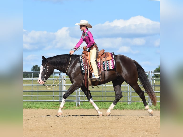 Pintos Caballo castrado 5 años 152 cm Negro in Joice