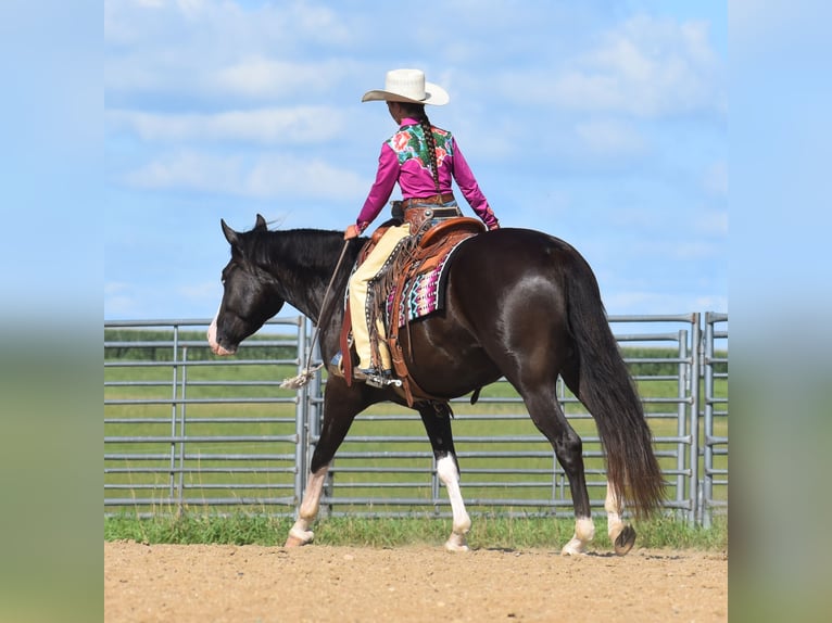 Pintos Caballo castrado 5 años 152 cm Negro in Joice