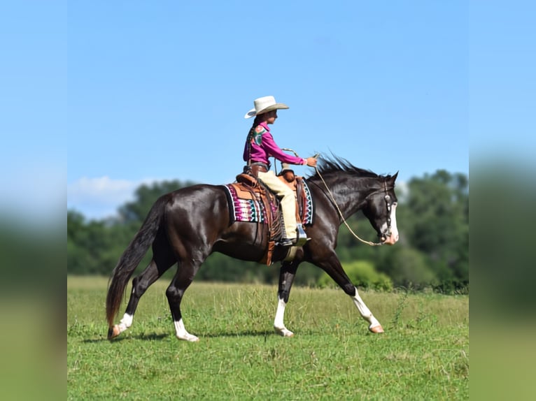 Pintos Caballo castrado 5 años 152 cm Negro in Joice