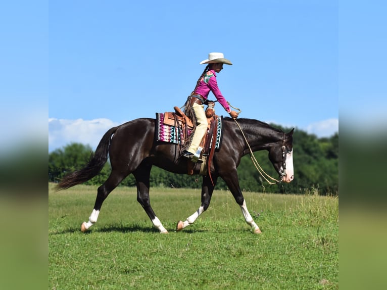 Pintos Caballo castrado 5 años 152 cm Negro in Joice