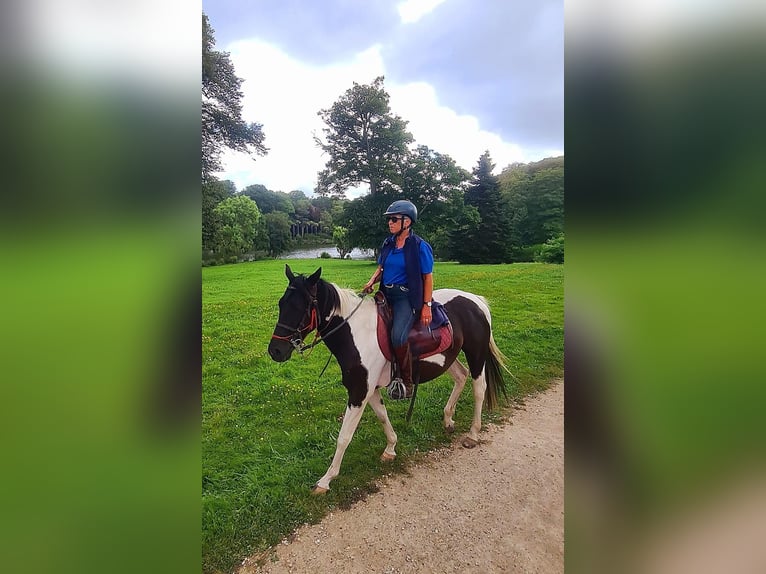 Pintos Caballo castrado 5 años 155 cm Pío in Tréauville