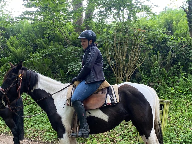 Pintos Caballo castrado 5 años 155 cm Pío in Tréauville
