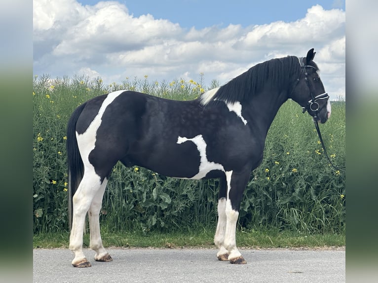 Pintos Mestizo Caballo castrado 5 años 156 cm Pío in Riedlingen