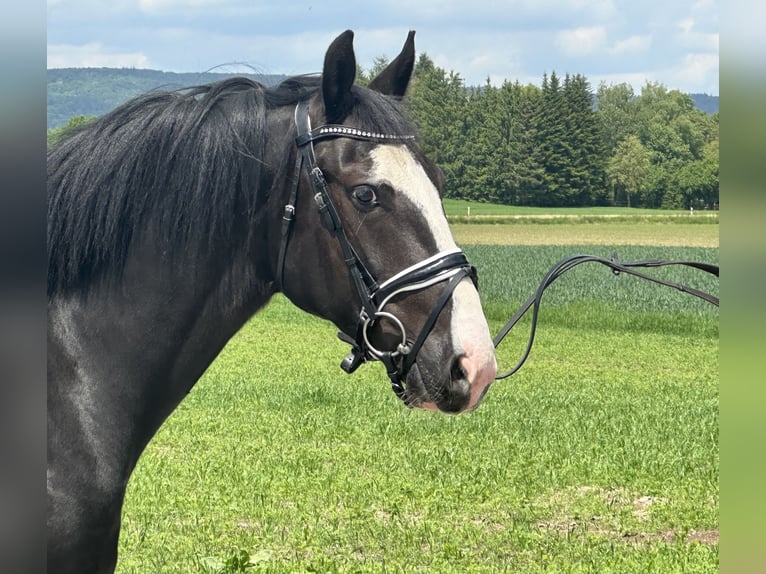 Pintos Mestizo Caballo castrado 5 años 156 cm Pío in Riedlingen