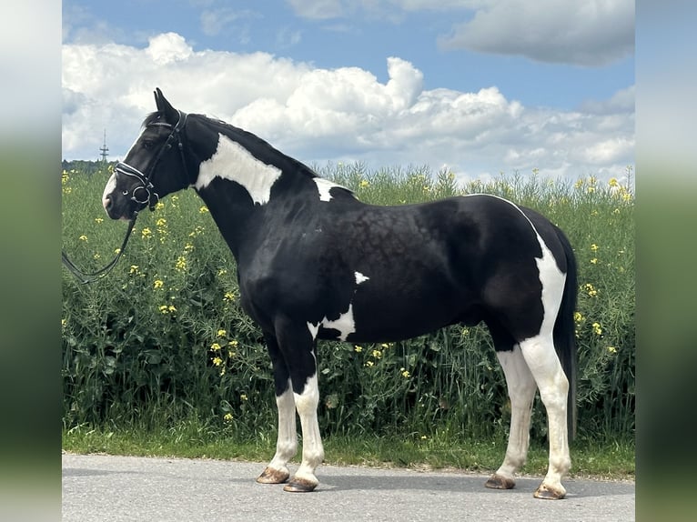 Pintos Mestizo Caballo castrado 5 años 156 cm Pío in Riedlingen