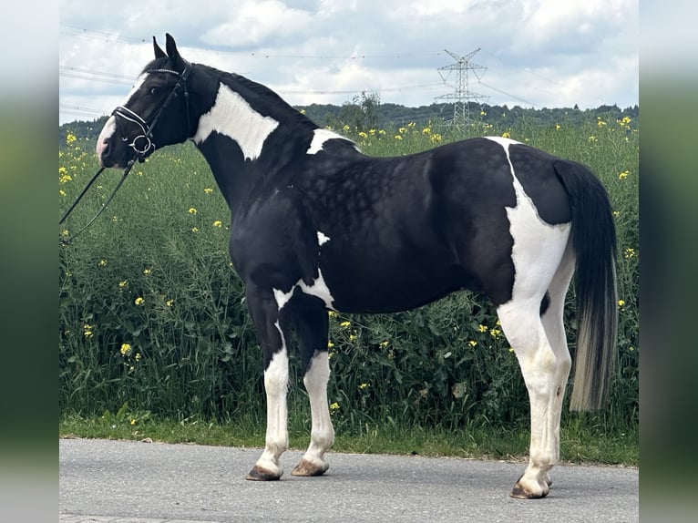 Pintos Mestizo Caballo castrado 5 años 156 cm Pío in Riedlingen