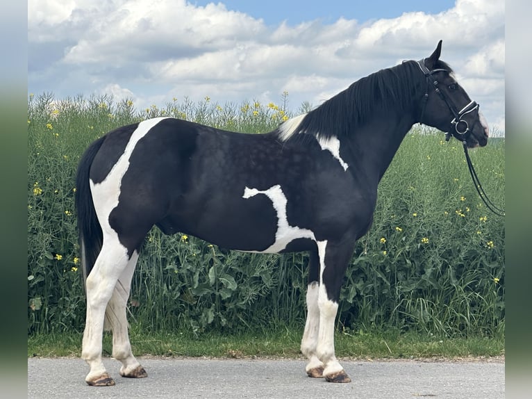 Pintos Mestizo Caballo castrado 5 años 156 cm Pío in Riedlingen