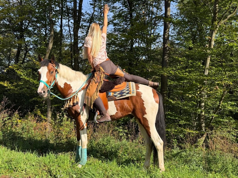 Pintos Caballo castrado 5 años 160 cm Pío in Linkenbach
