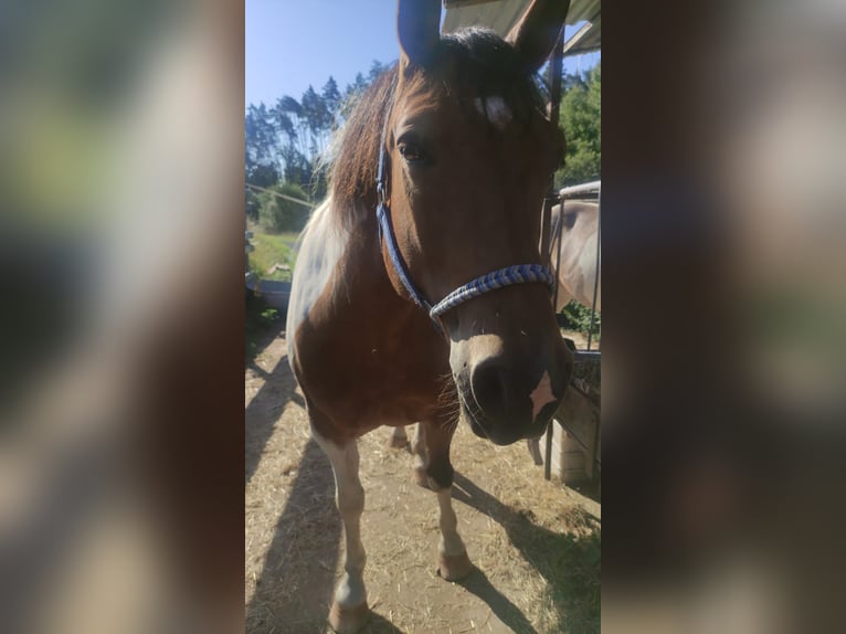 Pintos Caballo castrado 5 años Pío in Weitramsdorf