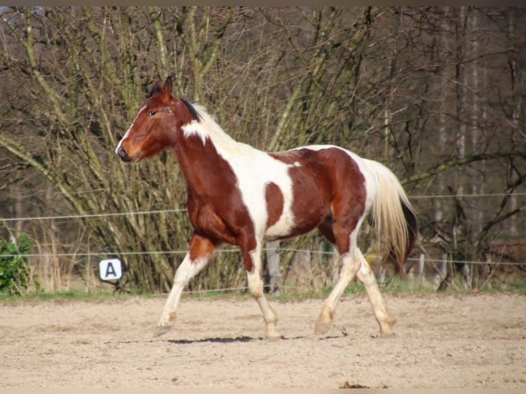 Pintos Mestizo Caballo castrado 6 años 150 cm Pío in Overath