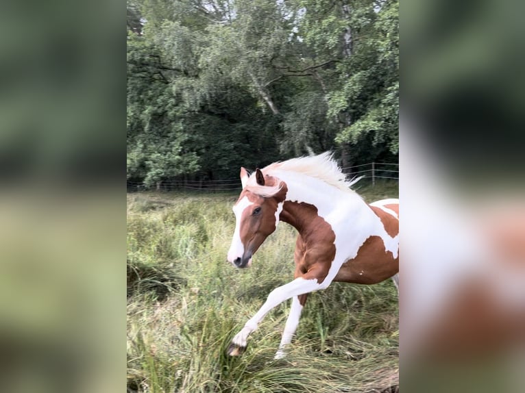 Pintos Caballo castrado 6 años 155 cm Pío in Seevetal