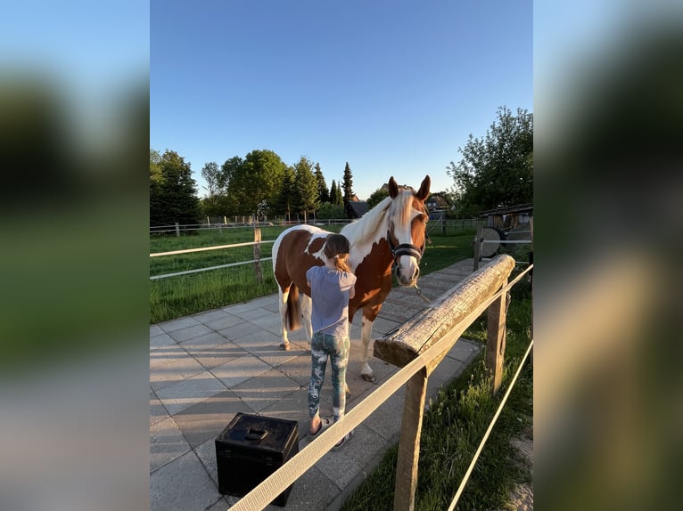 Pintos Caballo castrado 6 años 155 cm Pío in Seevetal