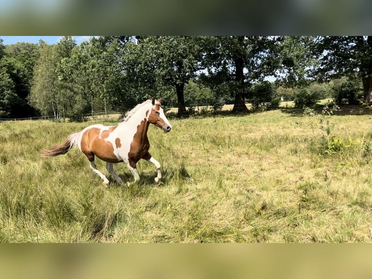 Pintos Caballo castrado 6 años 155 cm Pío in Seevetal