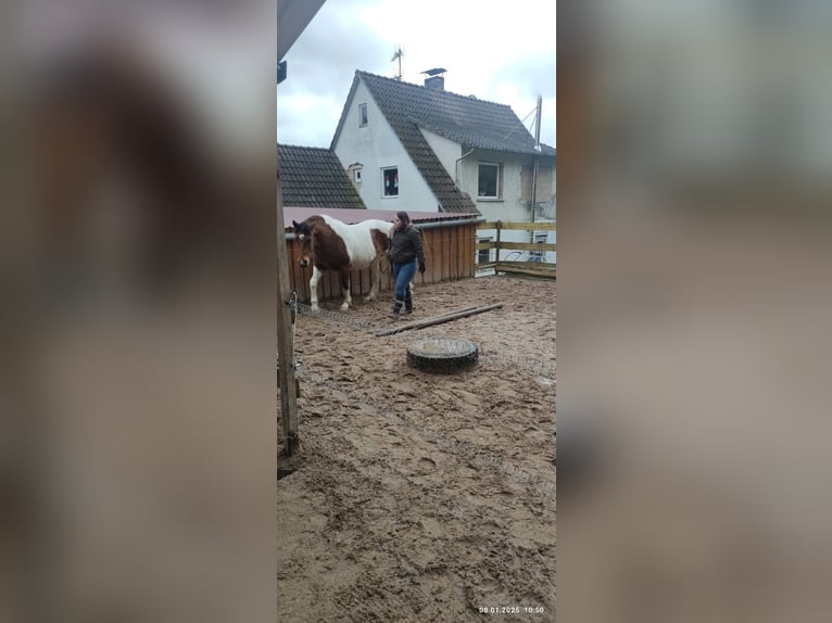 Pintos Caballo castrado 6 años Pío in Weitramsdorf