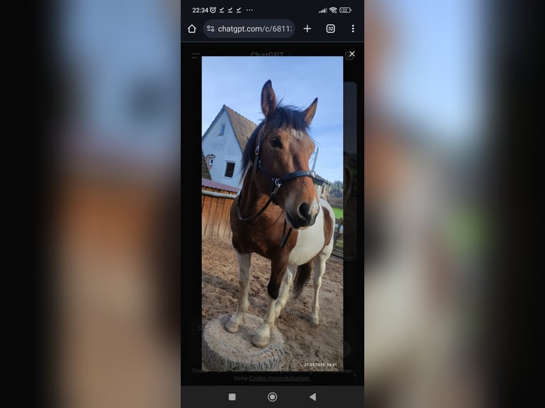Pintos Caballo castrado 6 años Pío in Weitramsdorf
