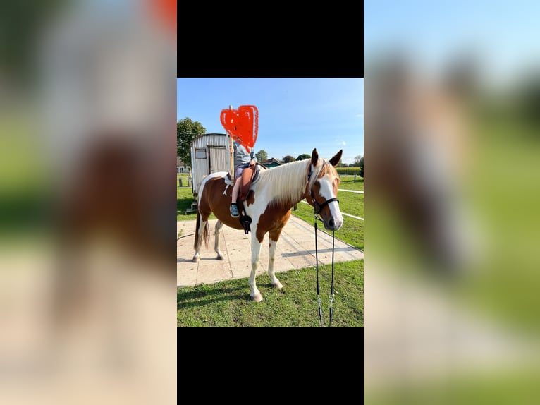 Pintos Caballo castrado 7 años 155 cm Alazán in Seevetal