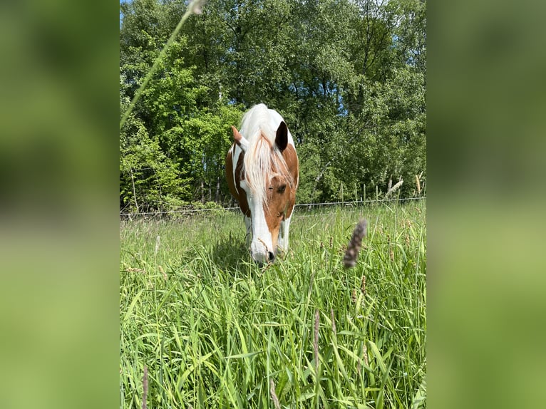 Pintos Caballo castrado 7 años 155 cm Alazán in Seevetal