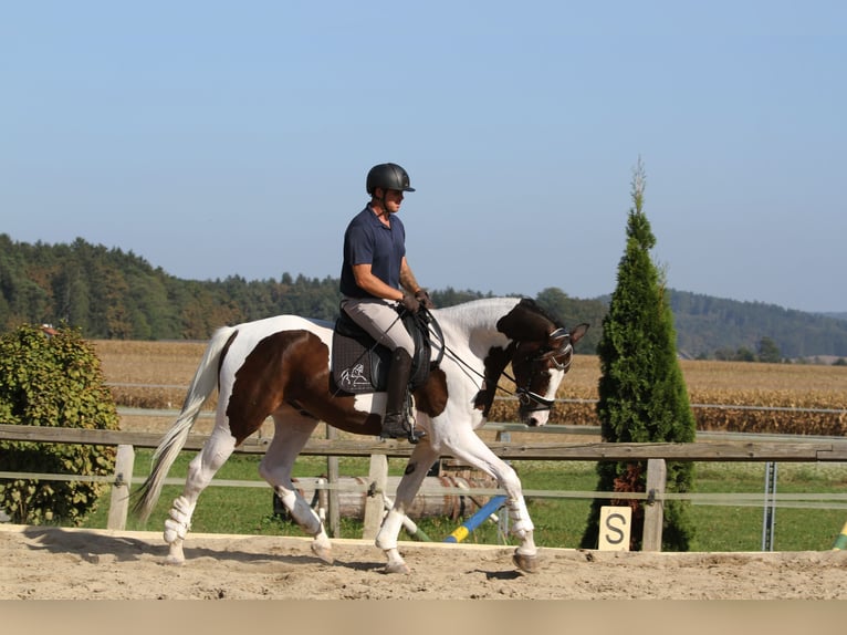 Pintos Caballo castrado 7 años 170 cm Pío in St Marein bei Graz
