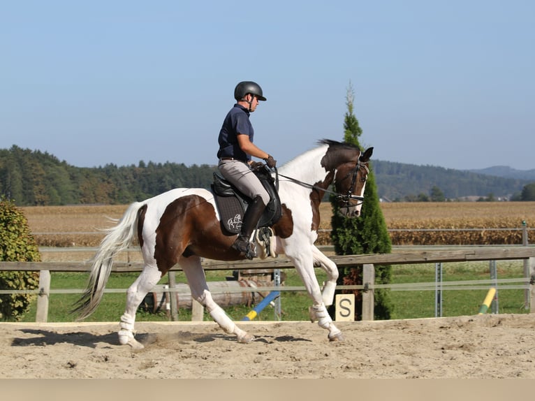 Pintos Caballo castrado 7 años 170 cm Pío in St Marein bei Graz