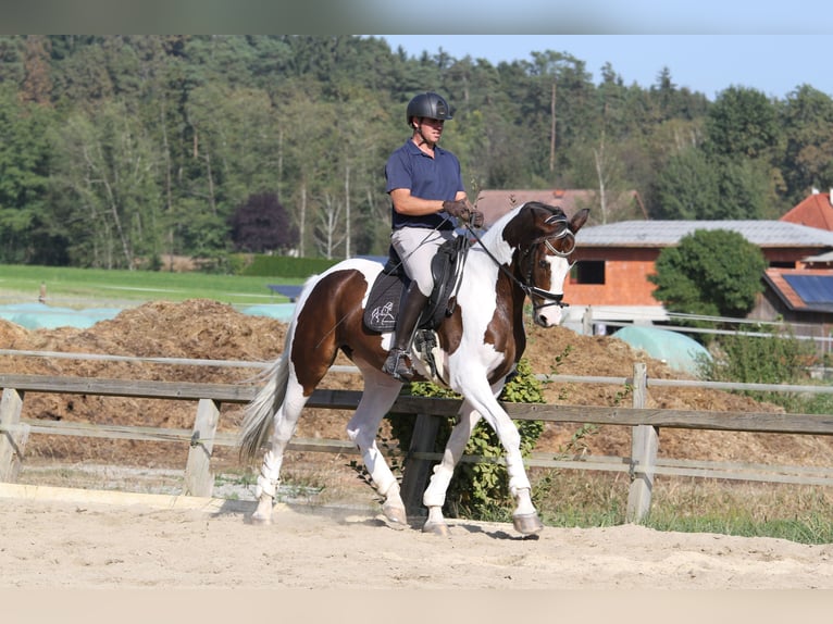 Pintos Caballo castrado 7 años 170 cm Pío in St Marein bei Graz